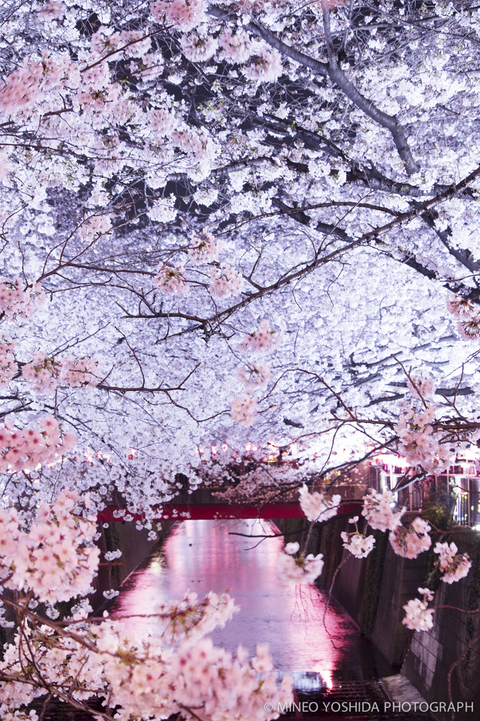 Sakura River #004