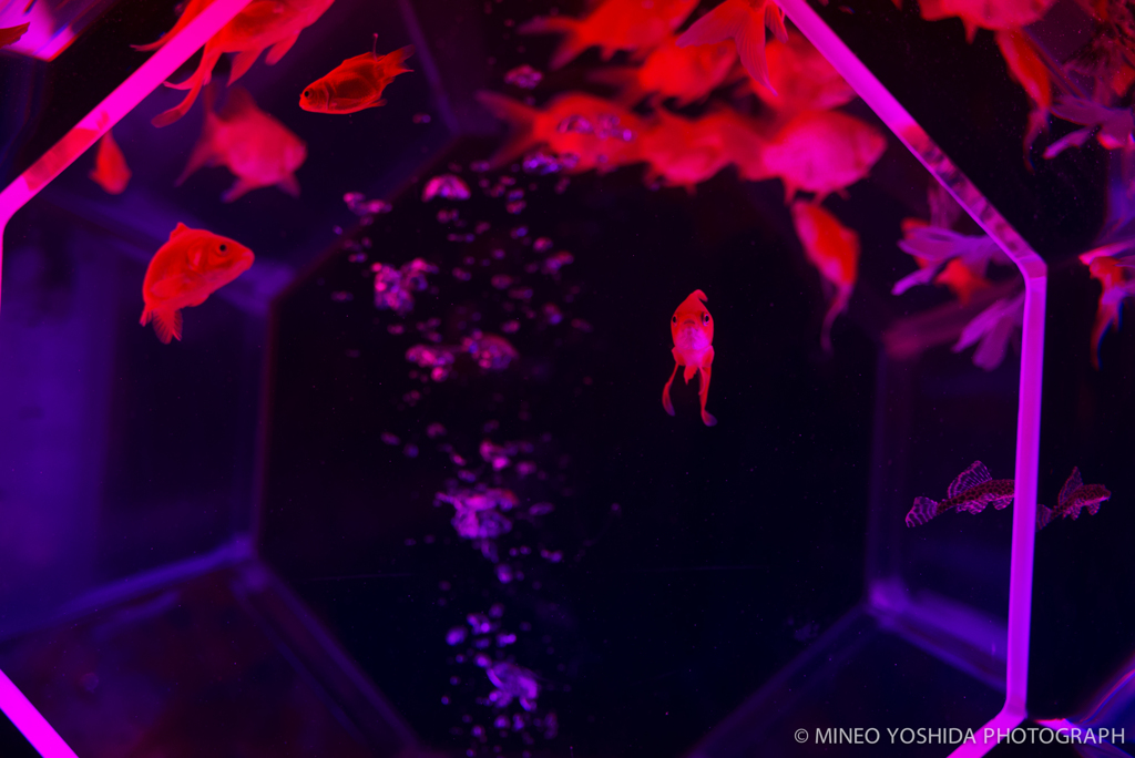 東京アートアクアリウム#048