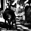 野犬