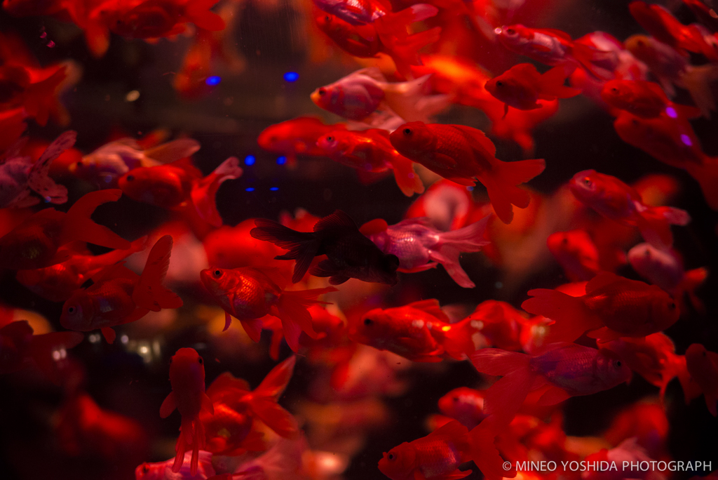 東京アートアクアリウム#063