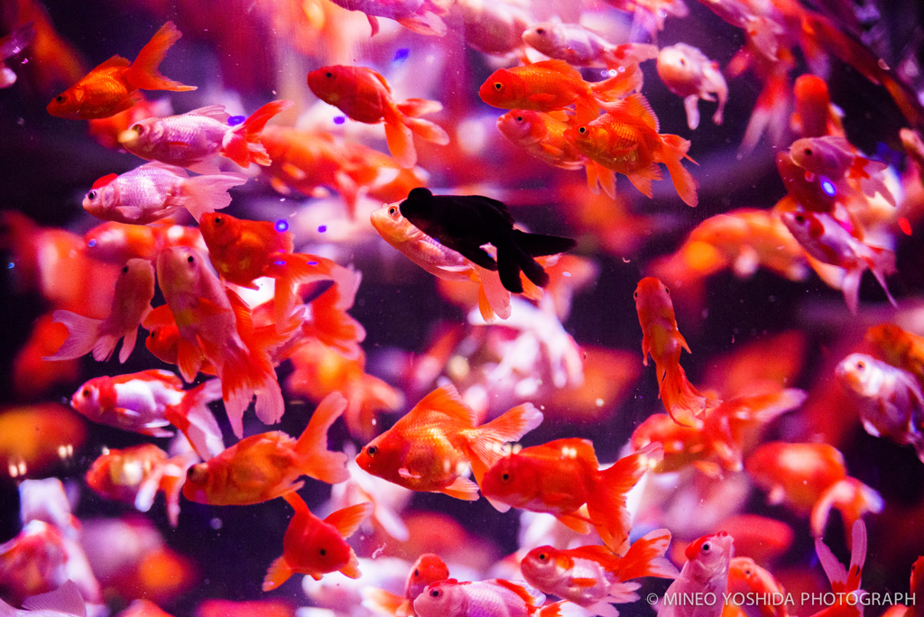 東京アートアクアリウム#067