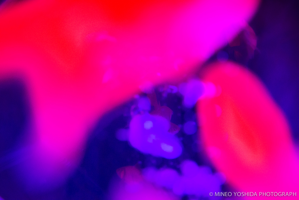 東京アートアクアリウム#042