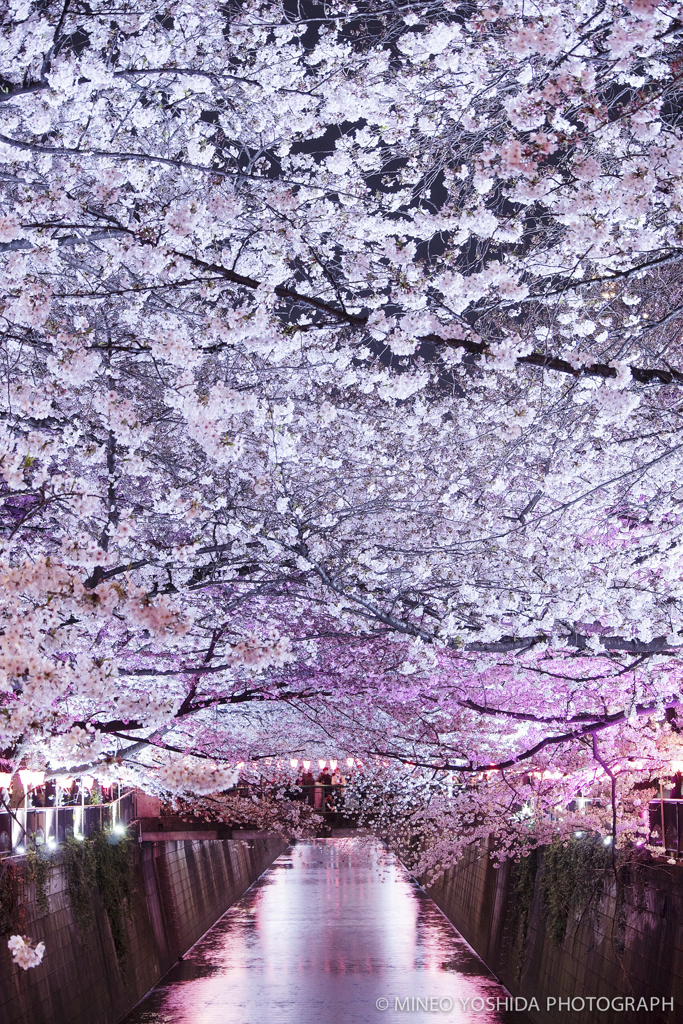 Sakura River #009