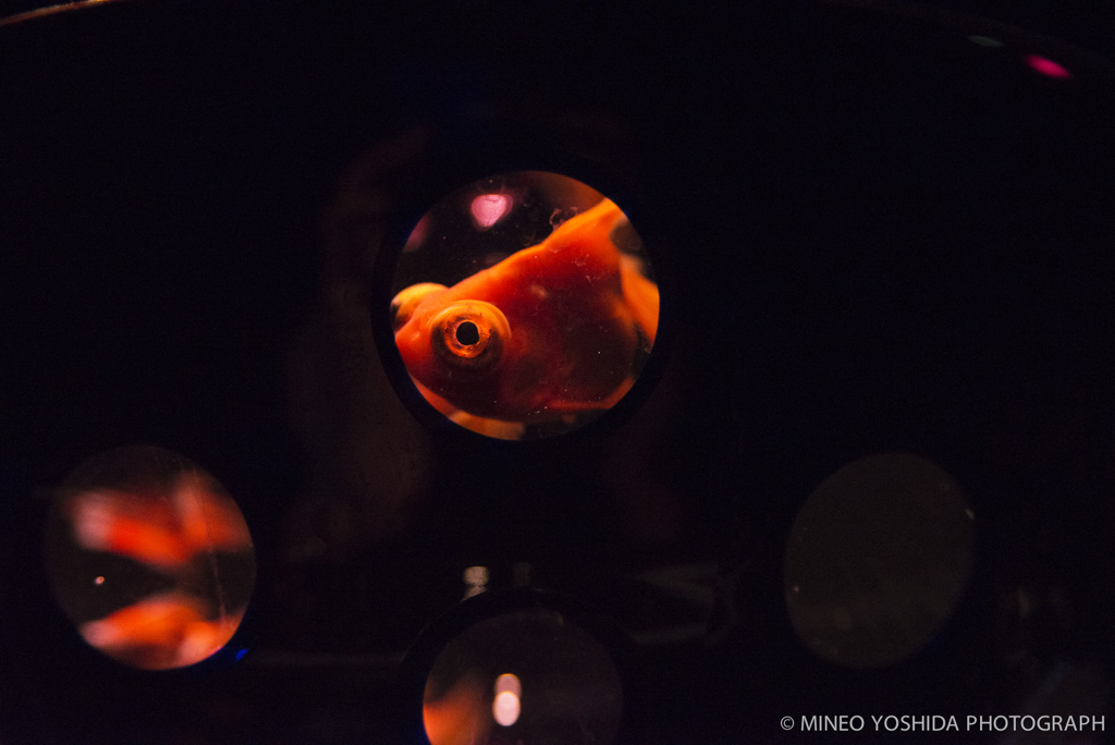 東京アートアクアリウム#052