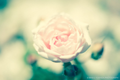 薔薇の花