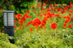 病院の花壇