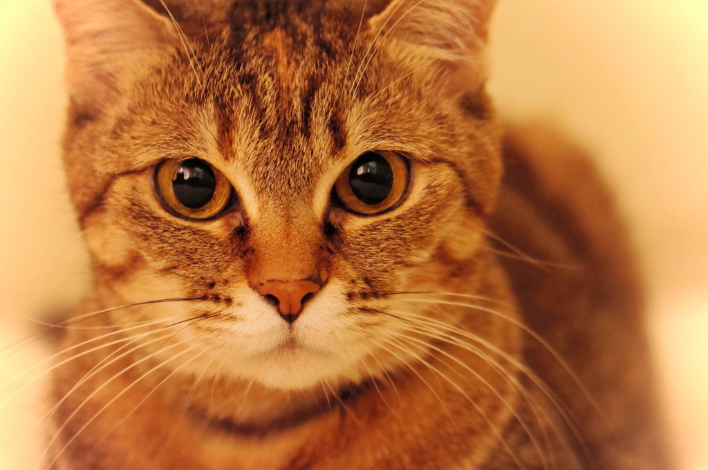 愛猫