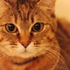愛猫