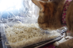 食べないで～（´;ω;｀）