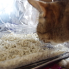 食べないで～（´;ω;｀）