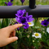この花なあに？　