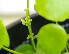 水上花