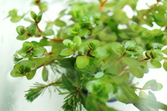 Green　flower