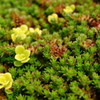 お花？草？苔？