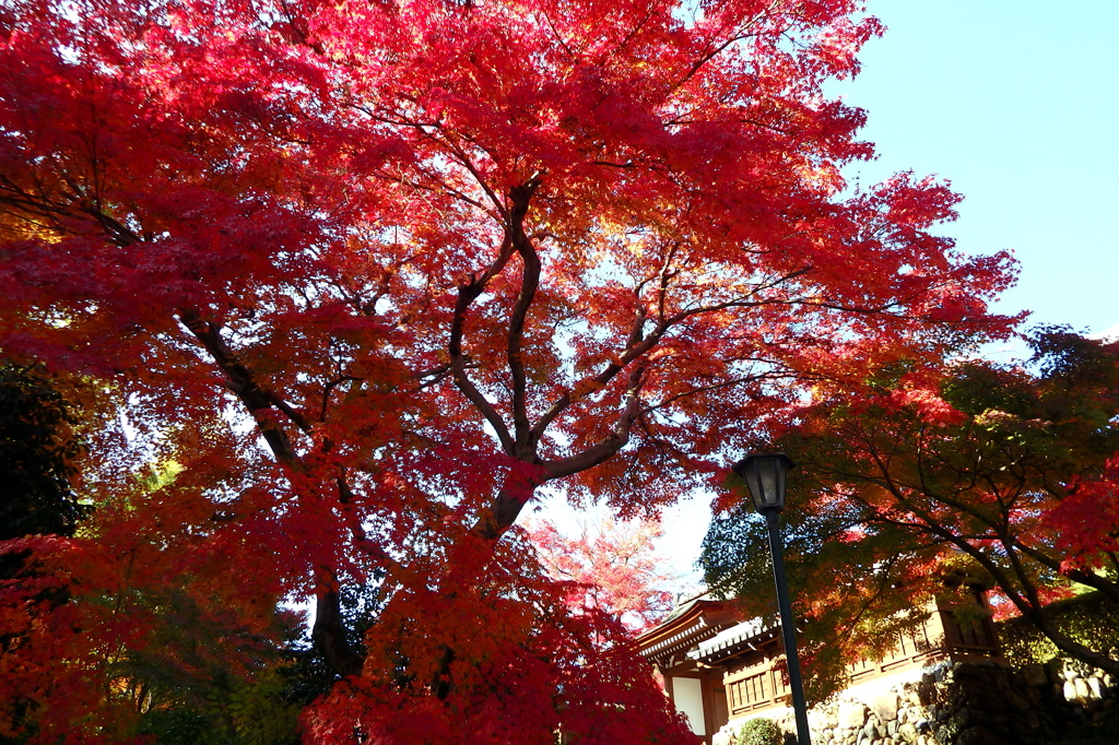 埼玉県飯能市能仁寺紅葉004