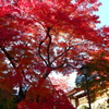 埼玉県飯能市能仁寺紅葉004