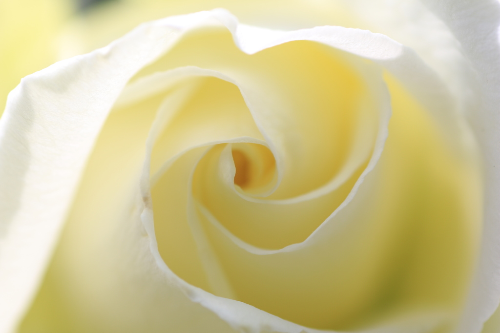 White rose