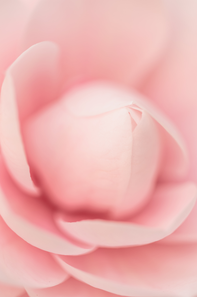 Camellia