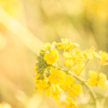Spring Sunlight 