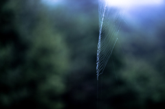 Cobweb