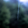 Cobweb