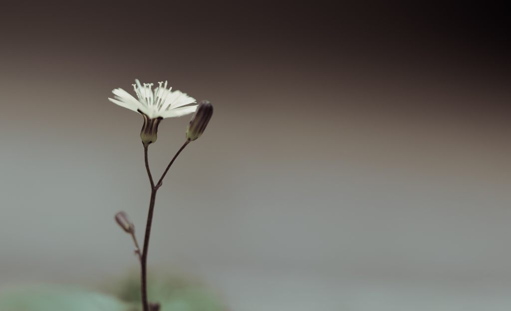 One small flower 