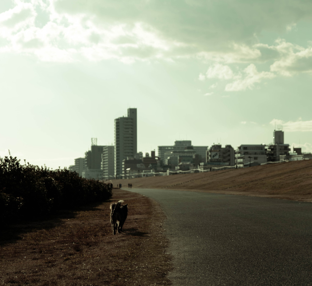 西中島の野良犬