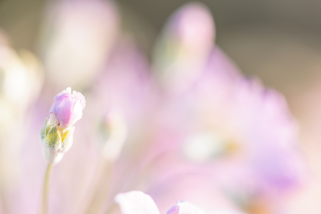 Nature Pastel 