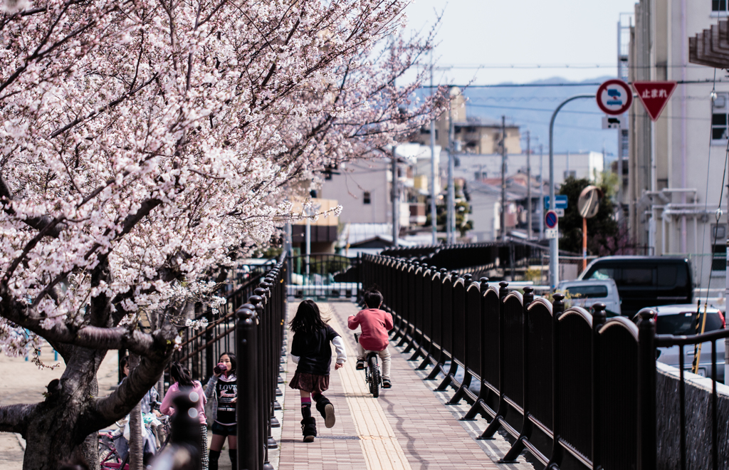 桜の木の下で