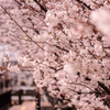 桜満開