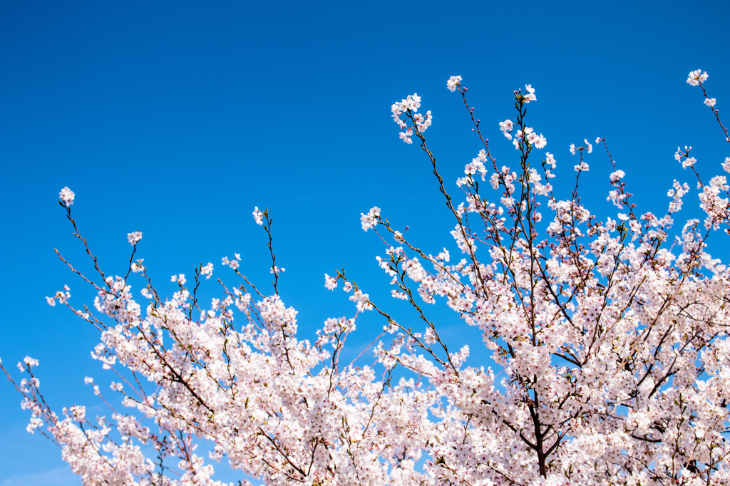 Cherry Sky