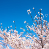 Cherry Sky