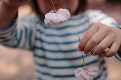 小さな手と桜