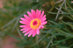 近所の花