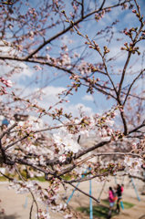 桜七部咲き