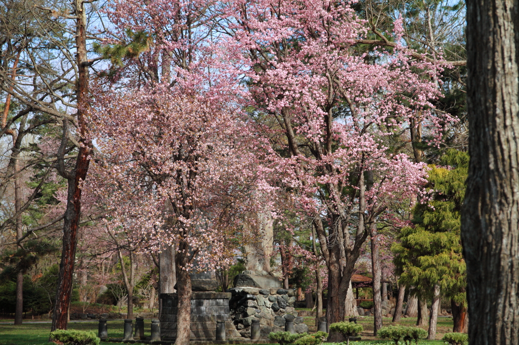 春到来