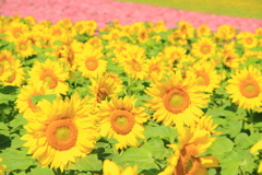 ひまわり　～四季彩の丘～