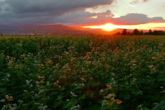 我が家の蕎麦畑　～夕景～