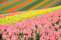 花の絨毯