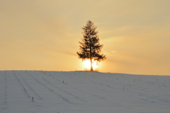 夕日に浮かぶ雪原の一本松
