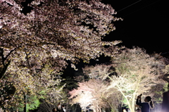 夜桜