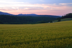 夕日の麦畑