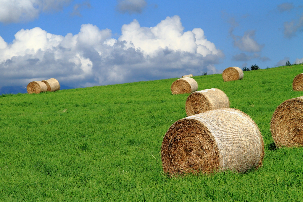Roll on green grass