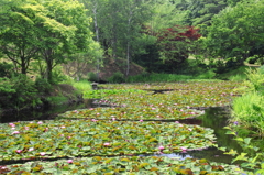 旭山公園の睡蓮