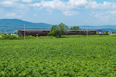 ノロッコ号　～蕎麦畑から～