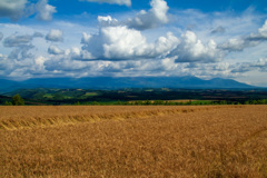 ある夏の日の麦畑
