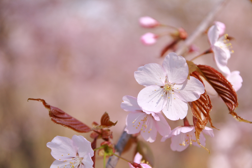 桜
