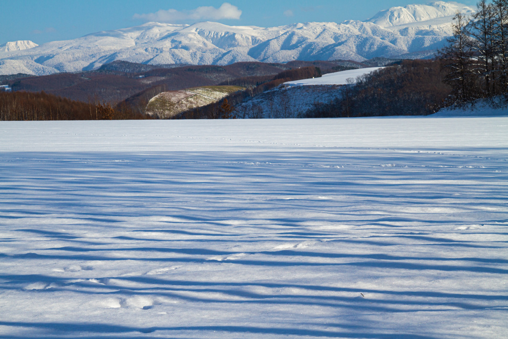 畑の樹影と大雪の山々