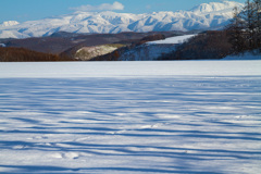畑の樹影と大雪の山々