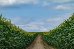 Field of Dreams